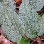 Rudbeckia fulgida Leaf