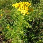 Tanacetum vulgare Habit