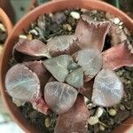 Haworthia mutica Hoja
