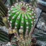 Cleistocactus spp. अन्य