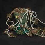 Euphorbia ambovombensis 整株植物