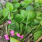 Oxalis debilis Habitat