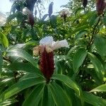 Cheilocostus speciosusFlower