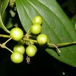 Smilax domingensis Fruto