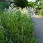 Lepidium latifoliumHabit