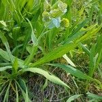 Bupleurum angulosum Квітка