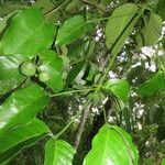 Posoqueria latifolia برگ