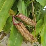 Nepenthes truncata Цветок