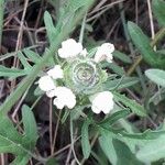 Prunella laciniata Blomma