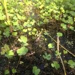 Marsilea quadrifolia Leaf