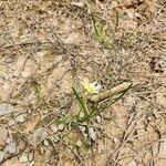Nothoscordum bivalve Flor