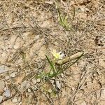 Nothoscordum bivalve Blomma