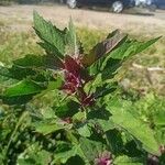 Chenopodium giganteum Habitatea