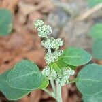 Chenopodium vulvaria Květ