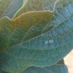 Clerodendrum quadriloculare Leaf