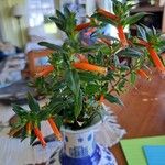 Cuphea ignea Blatt