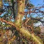 Commiphora madagascariensis Bark