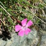 Dianthus glacialis Λουλούδι