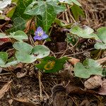 Hepatica nobilisBlomst