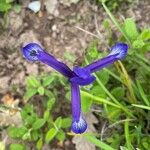 Iris sintenisii Flower