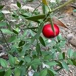 Ruscus aculeatusПлод