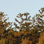 Araucaria cunninghamii Hábitos