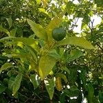 Citrus reticulata List