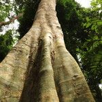 Xylopia cupularis Bark