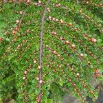 Cotoneaster nan-shan പുഷ്പം