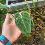 Philodendron gloriosum Blad