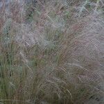 Muhlenbergia capillaris ফুল