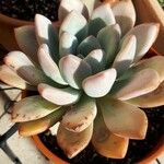 Pachyphytum bracteosum পাতা