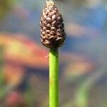 Eleocharis obtusa Fruit