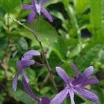 Petrea volubilis Virág