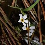 Ranunculus penicillatus फूल