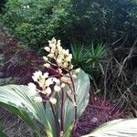 Calanthe triplicata Leaf