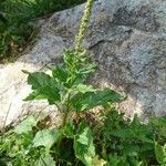 Chenopodium bonus-henricus Leaf