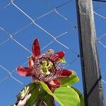 Passiflora alata 花