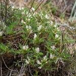 Astragalus greuteri Habitus