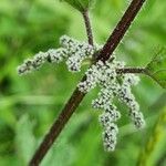 Urtica dioica Flower