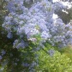 Ceanothus arboreus花