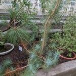 Pinus canariensis Hábito