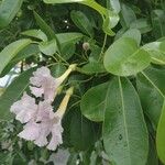 Tabebuia heterophylla (DC.) Britton花