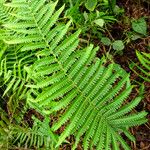 Thelypteris interrupta Folio
