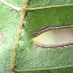 Pteris hamulosa Leaf