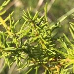 Acacia verticillata Leaf