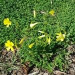 Oxalis pes-caprae Облик