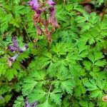 Corydalis incisa Blad