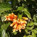 Tecoma capensis Květ