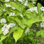 Photinia villosa Hostoa
